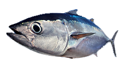 Tuna